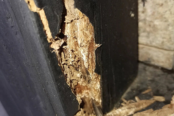 長(zhǎng)沙白蟻防治,長(zhǎng)沙滅白蟻公司,守護(hù)者生物工程