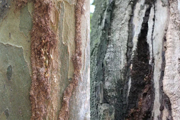 長沙白蟻防治,長沙滅白蟻,園林白蟻防治,守護(hù)者生物工程