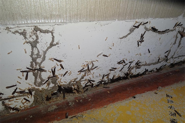 長沙白蟻防治,長沙滅白蟻,白蟻防治,守護者生物工程