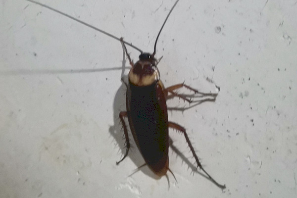 夏季蟑螂活動猖獗，怎樣才能消滅它們？