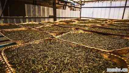 普洱茶工廠,探訪云南普洱茶工廠,揭秘傳統制茶工藝