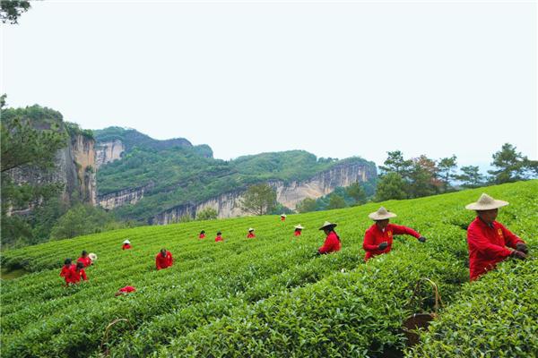 武夷山心頭肉茶業連開7家新店,疫情之下,茶葉代理竟成了新風口?