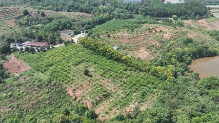 衡陽縣 荒山變身‘搖錢樹’，萬畝金槐結‘金米’產業助推茶業發展